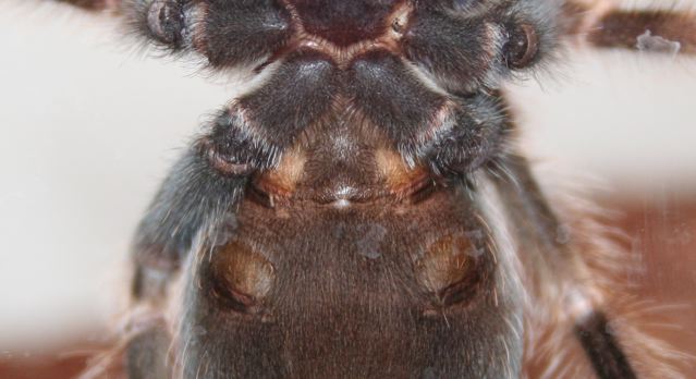 Brachypelma smithi Male or Female?