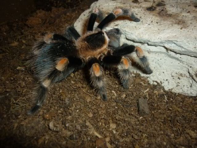 Brachypelma Smithi Male