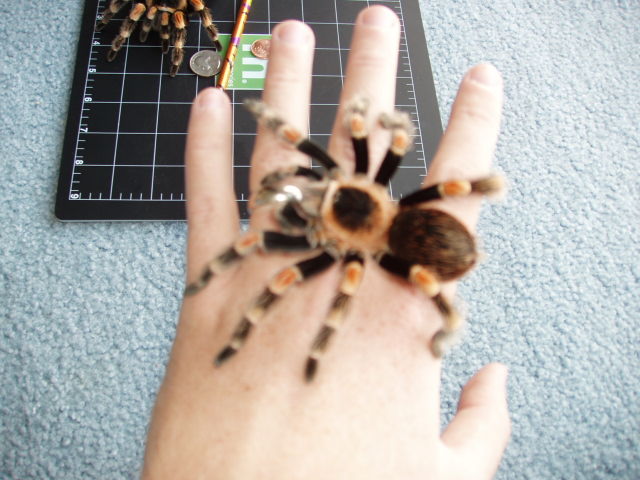 Brachypelma Smithi Male