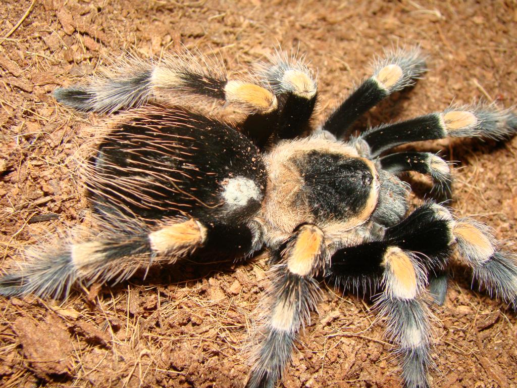 Brachypelma smithi,Mexican Red Knee