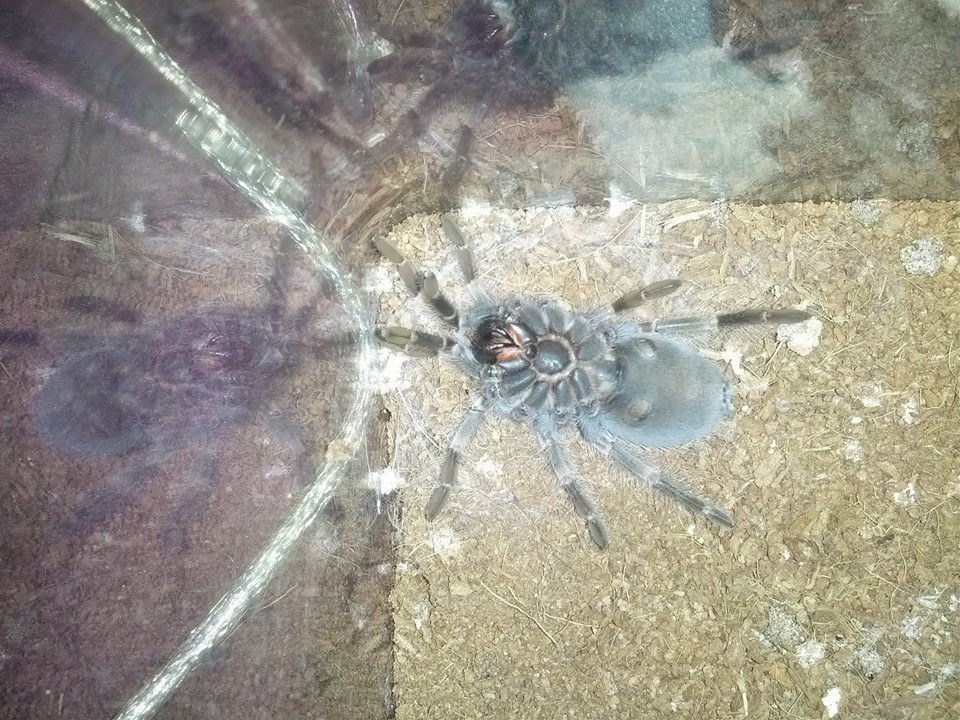 Brachypelma smithi (Mexican red-knee)