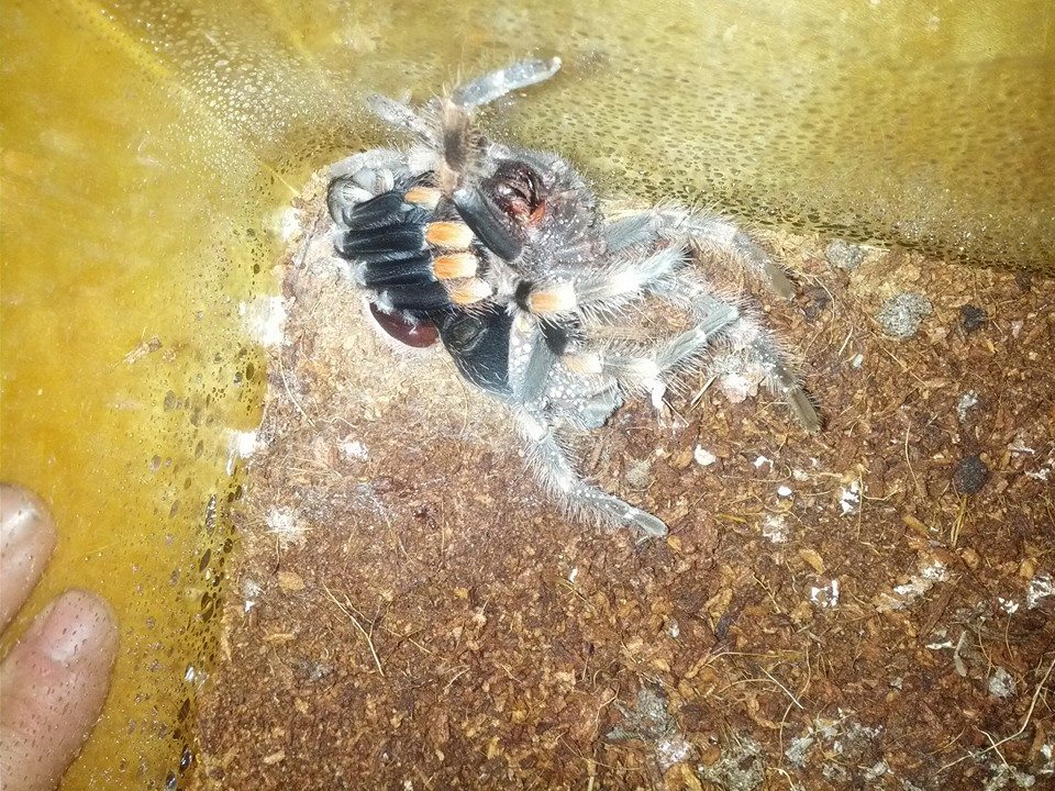 Brachypelma smithi (Mexican red-knee)