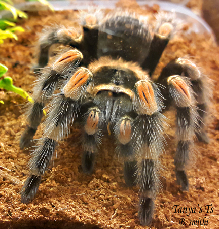 Brachypelma smithi Mexican redknee