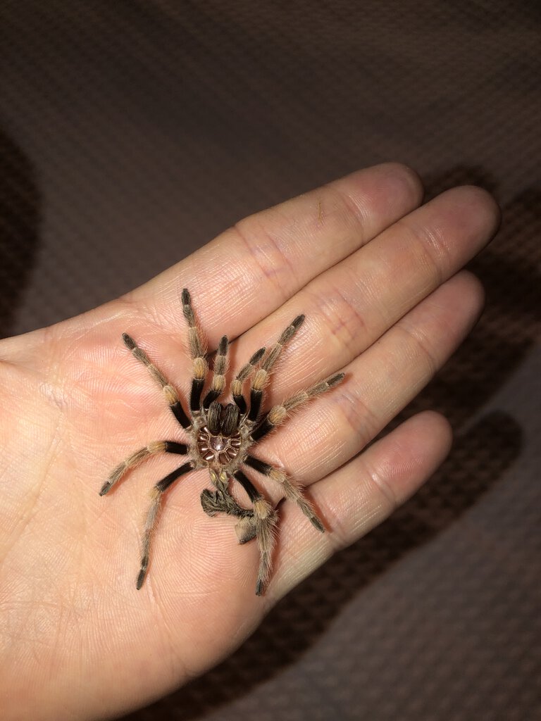 Brachypelma Smithi Molt