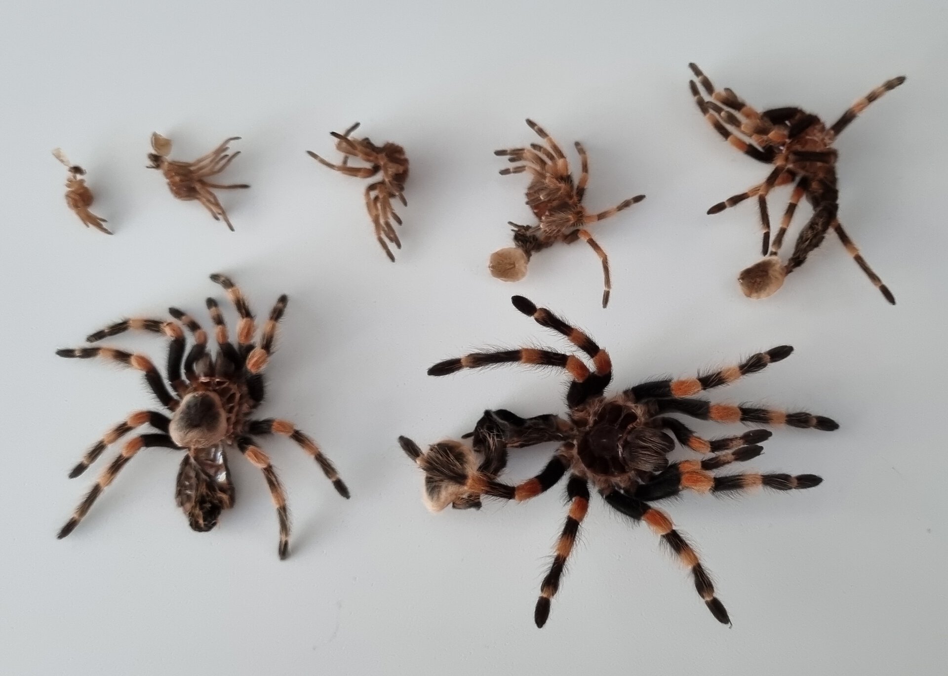 Brachypelma smithi molts (Nov 2019 - May 2021)