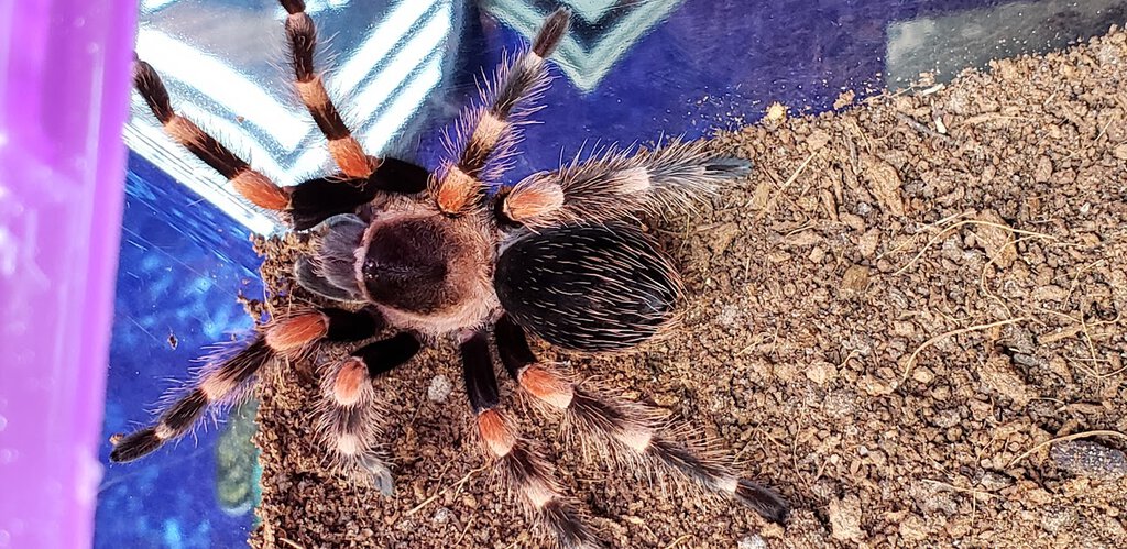 Brachypelma smithi or hamorii?