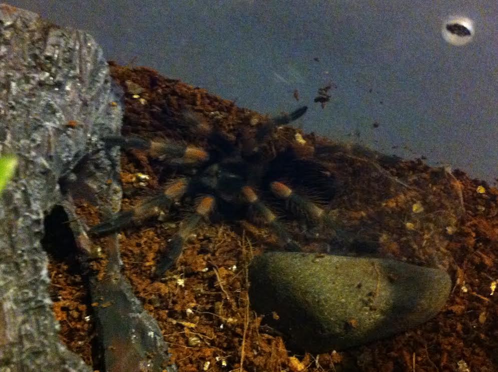 Brachypelma smithi post molt