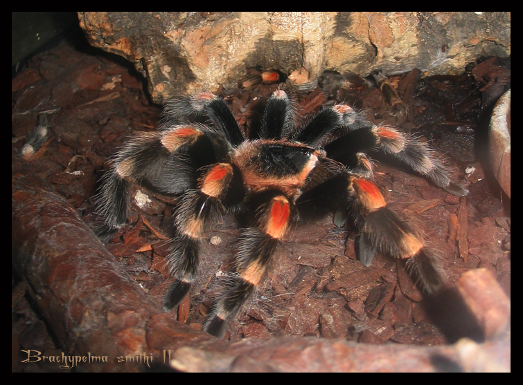 Brachypelma smithi R.I.P.