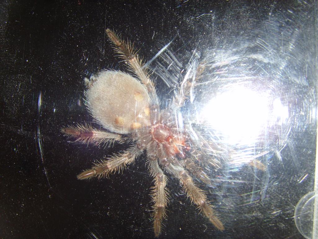 Brachypelma Smithi sex