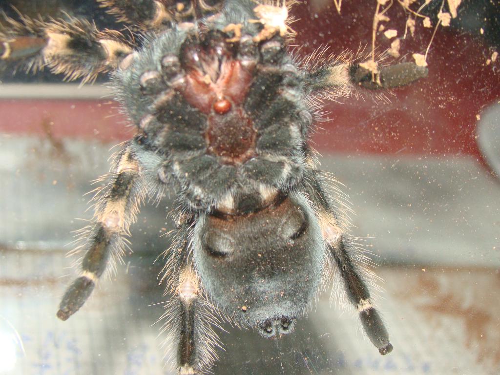 Brachypelma smithi sexing