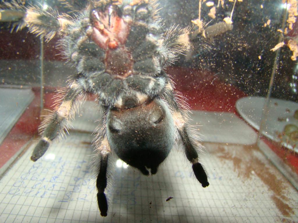 Brachypelma smithi sexing