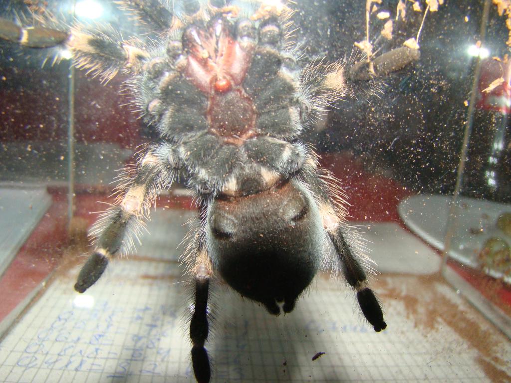 Brachypelma smithi sexing