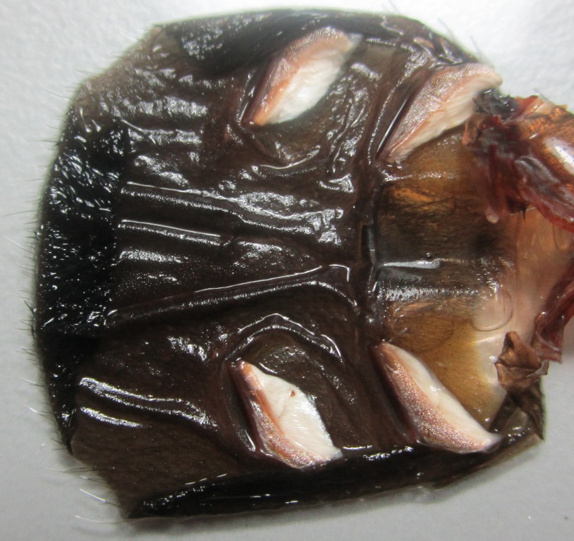 Brachypelma smithi sexing