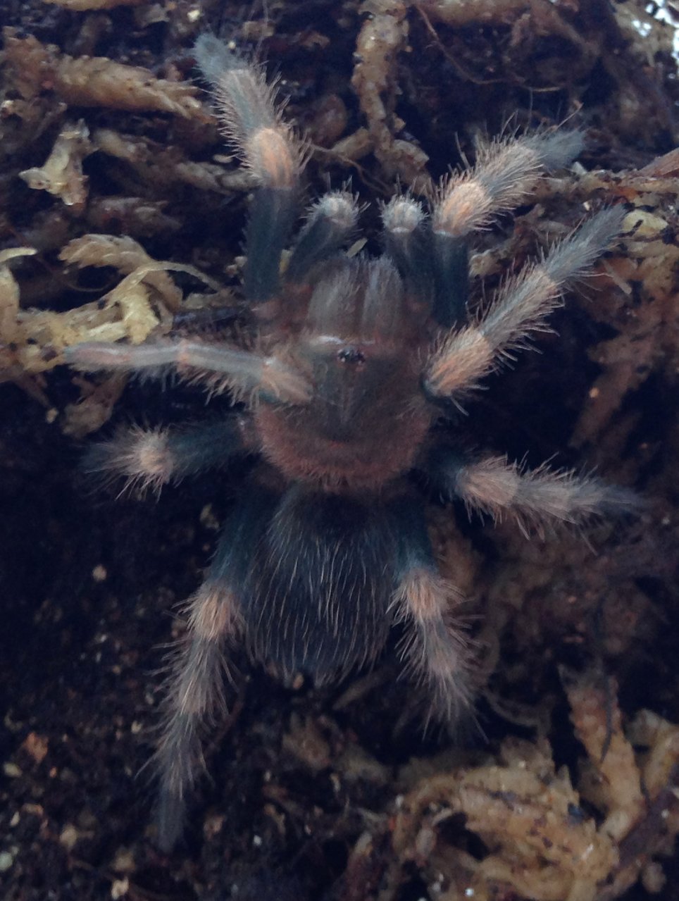 Brachypelma smithi sling post-molt