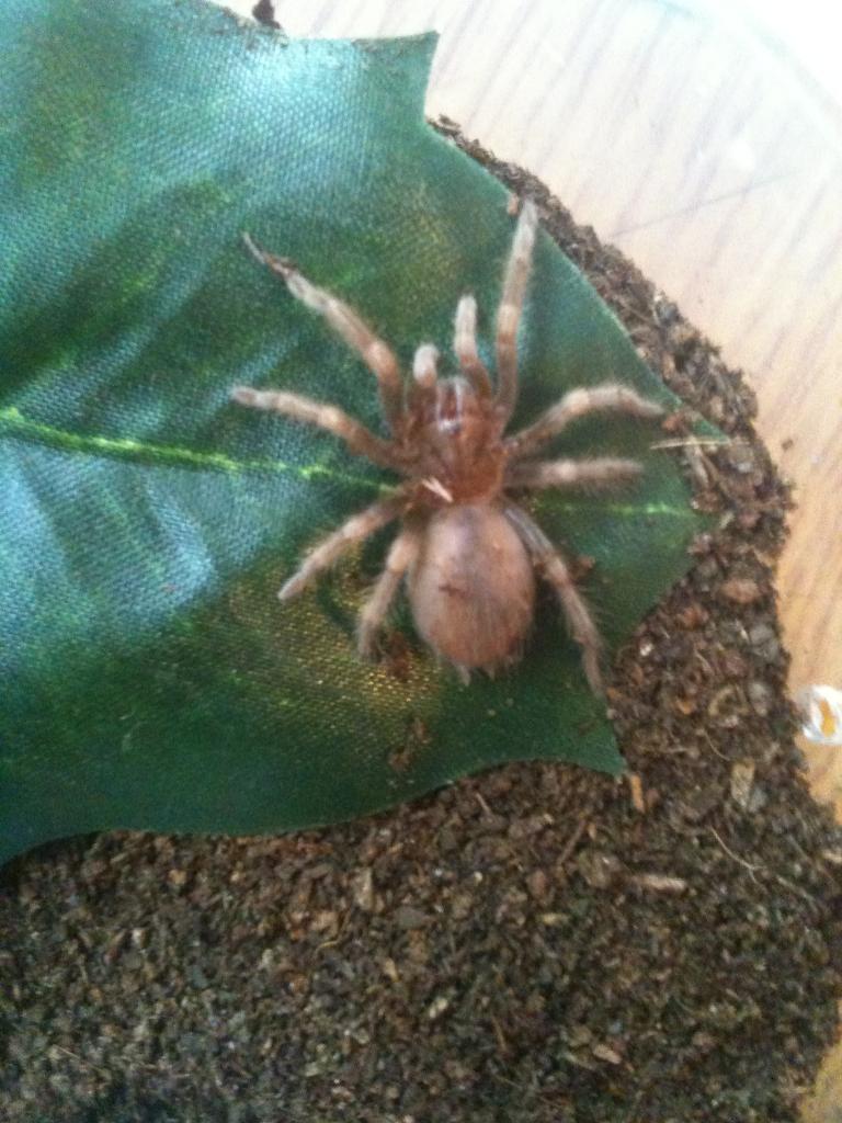 Brachypelma Smithi Sling