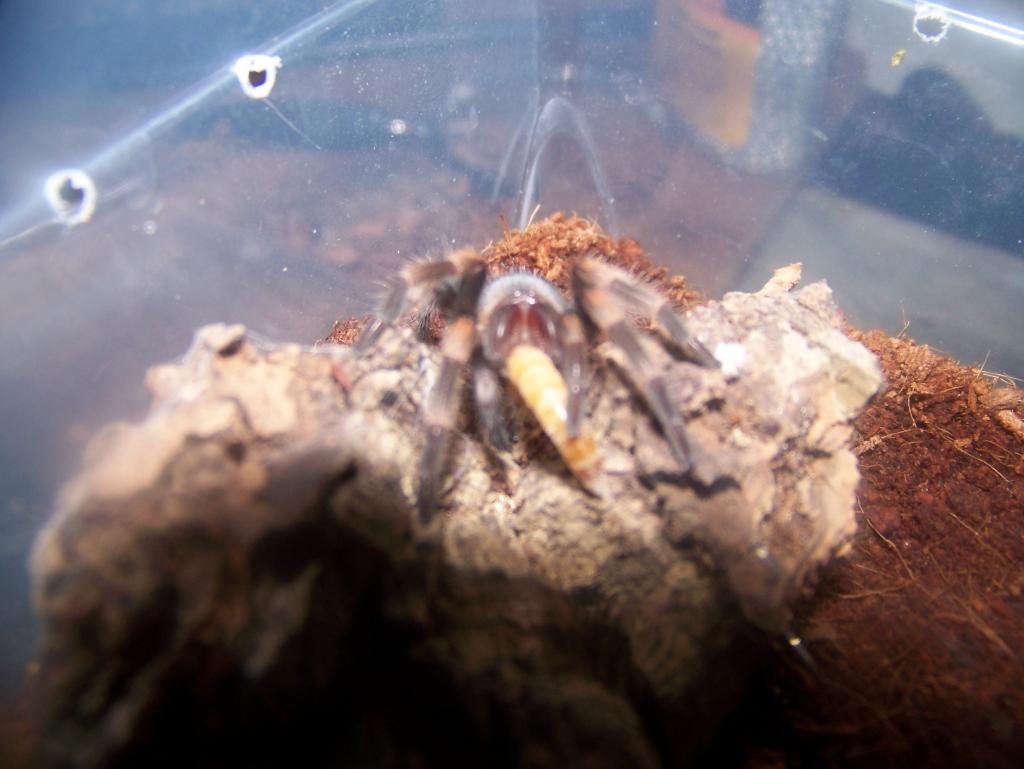 Brachypelma Smithi Sling