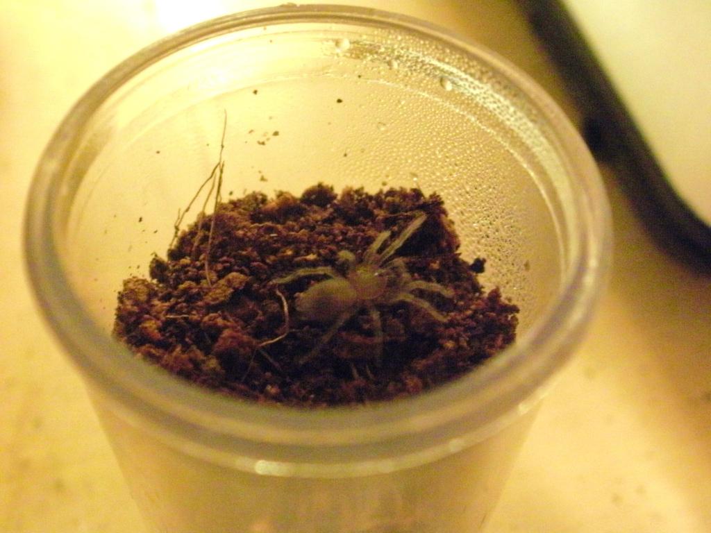 brachypelma smithi sling