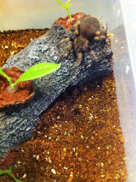 Brachypelma smithi sling