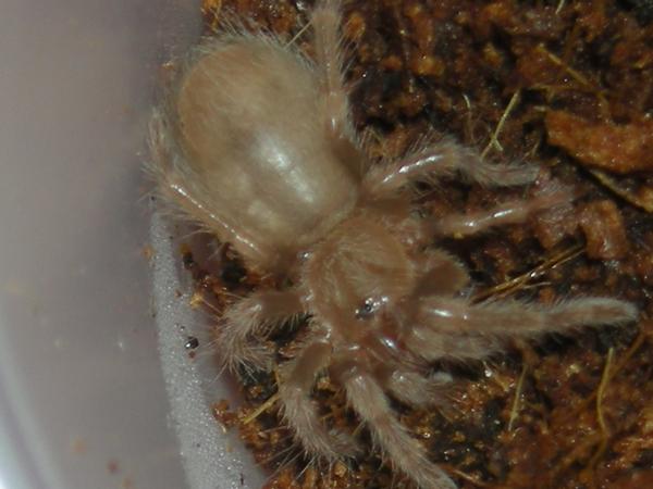 Brachypelma smithi sling