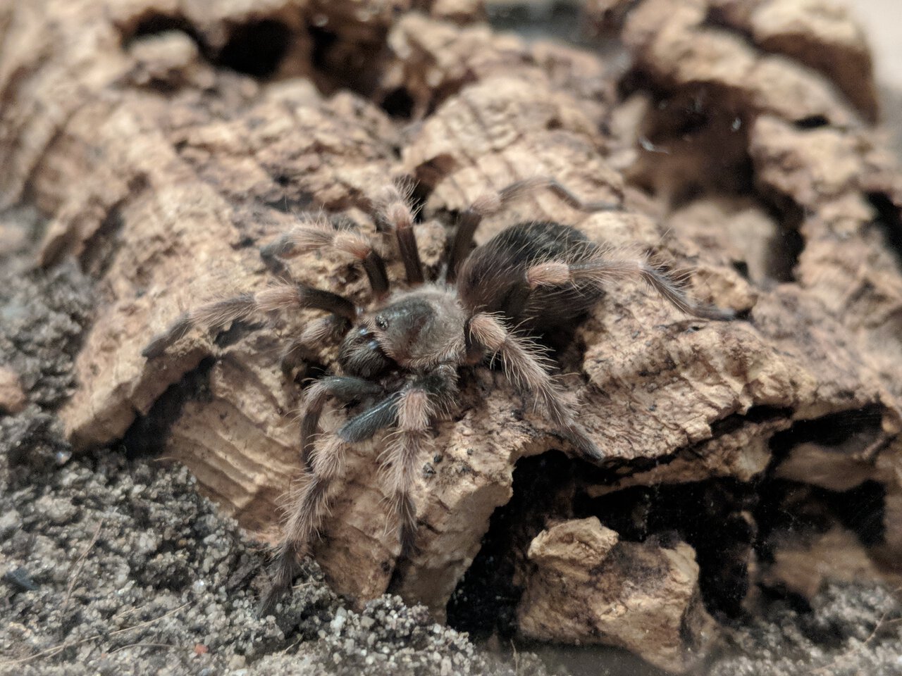 Brachypelma Smithi sling