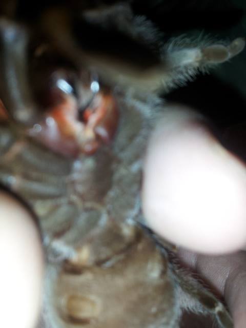 Brachypelma smithi unsexed