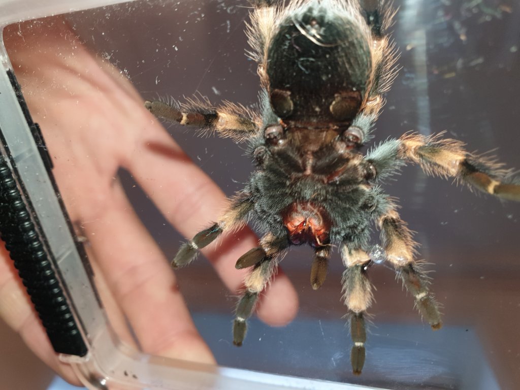 Brachypelma smithi [ventral sexing]