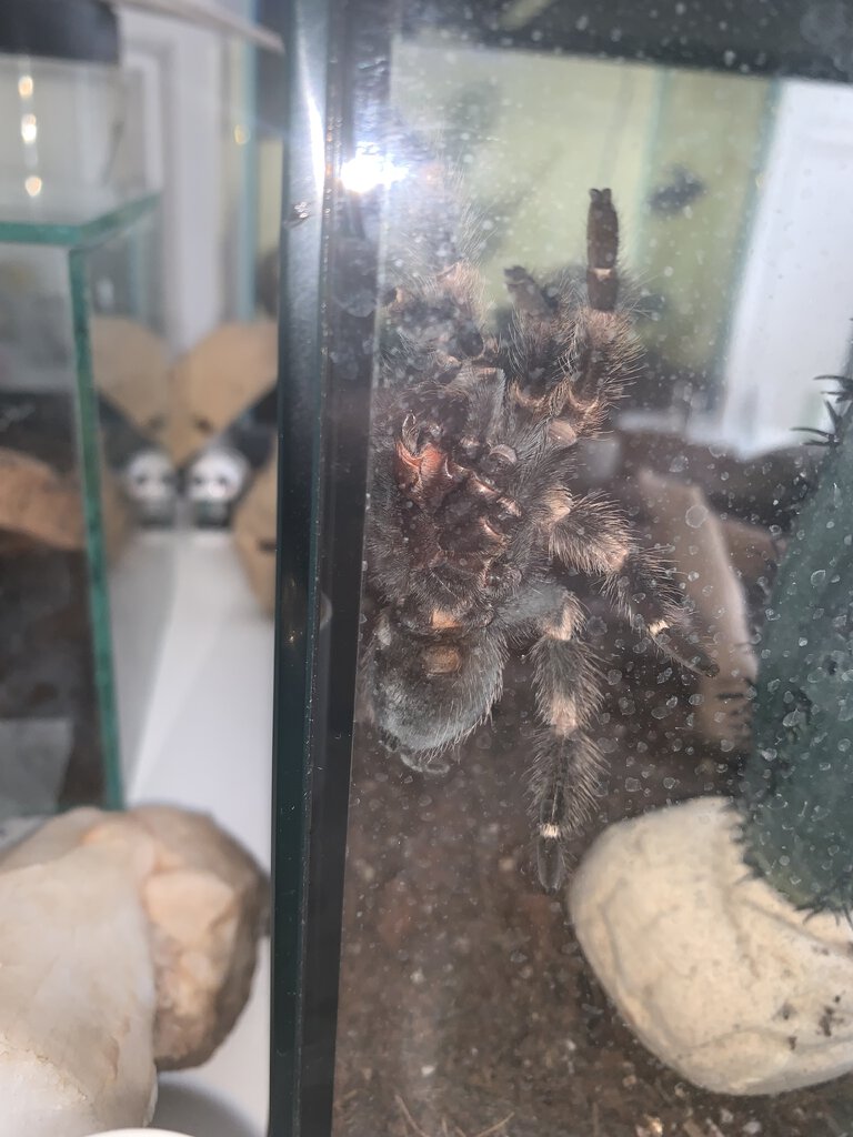 Brachypelma Smithi Ventral Sexing