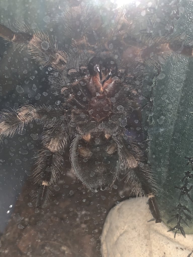 Brachypelma Smithi Ventral Sexing