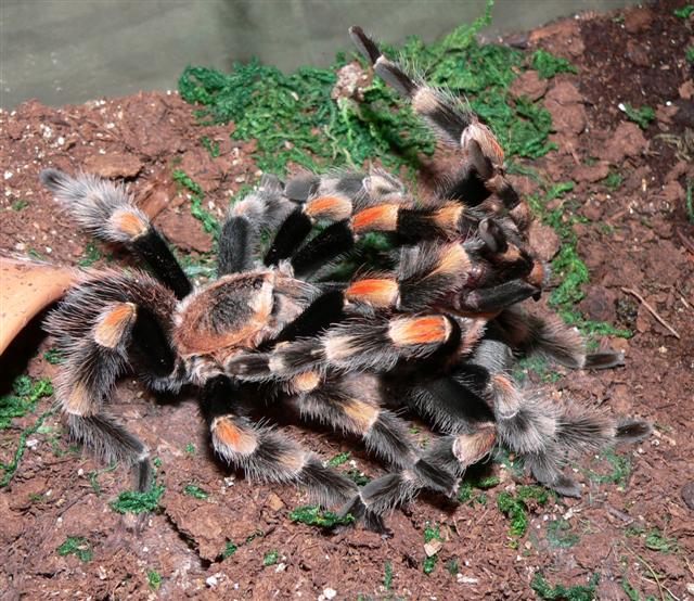 Brachypelma smithi