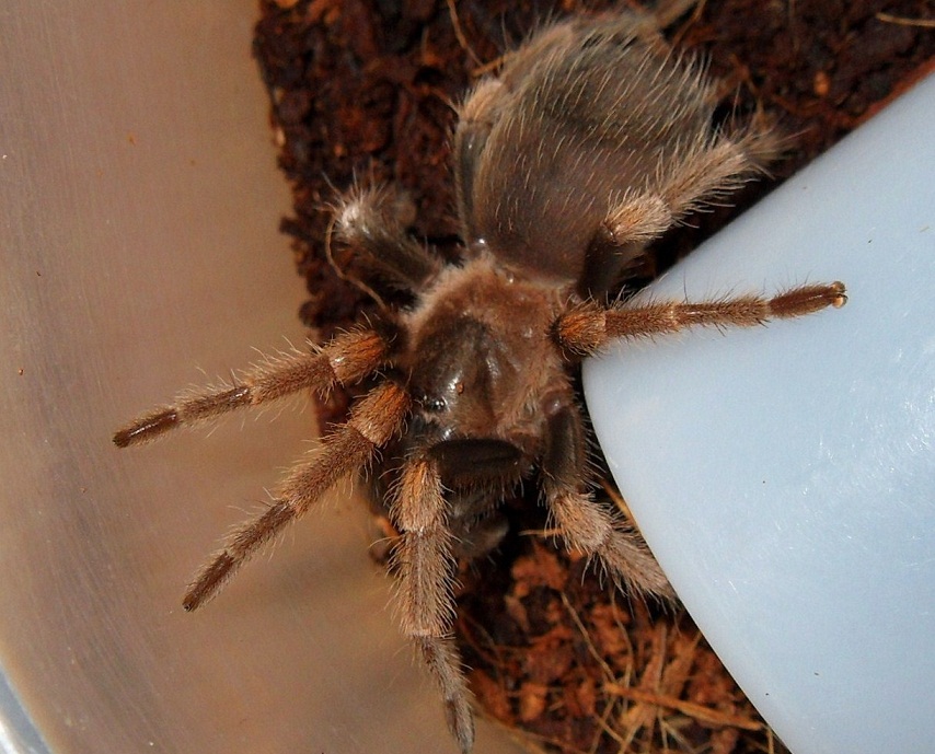 Brachypelma Smithi