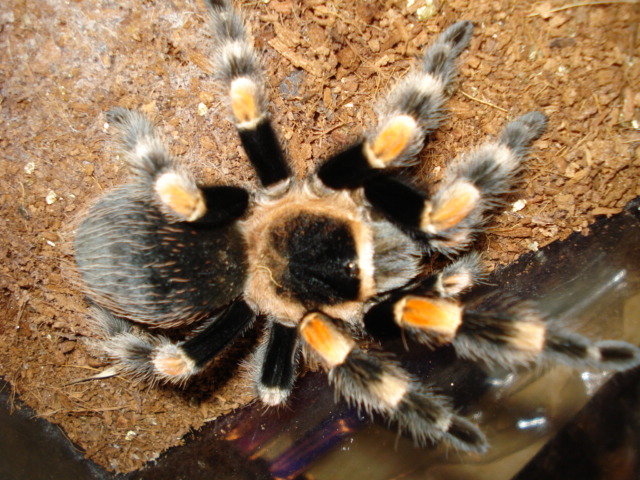 Brachypelma smithi