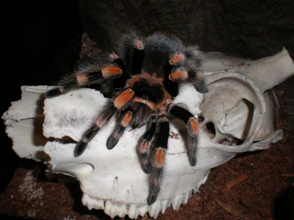 Brachypelma Smithi