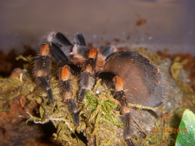 Brachypelma smithi