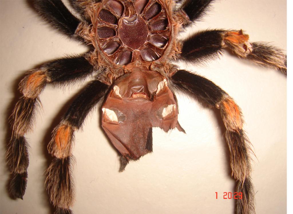 Brachypelma Smithi