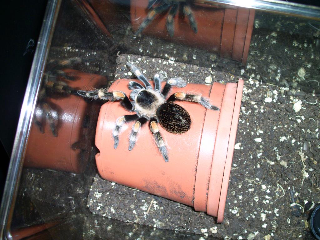 Brachypelma Smithi