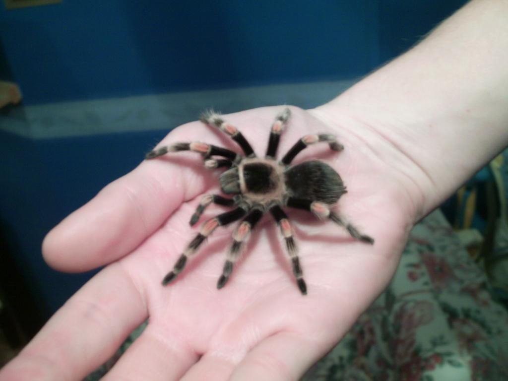 Brachypelma Smithi