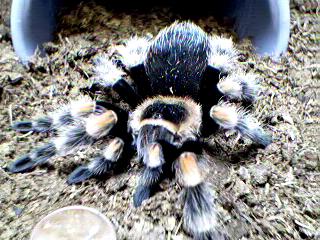 Brachypelma smithi