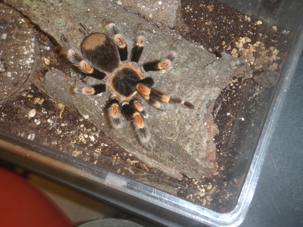 Brachypelma Smithi