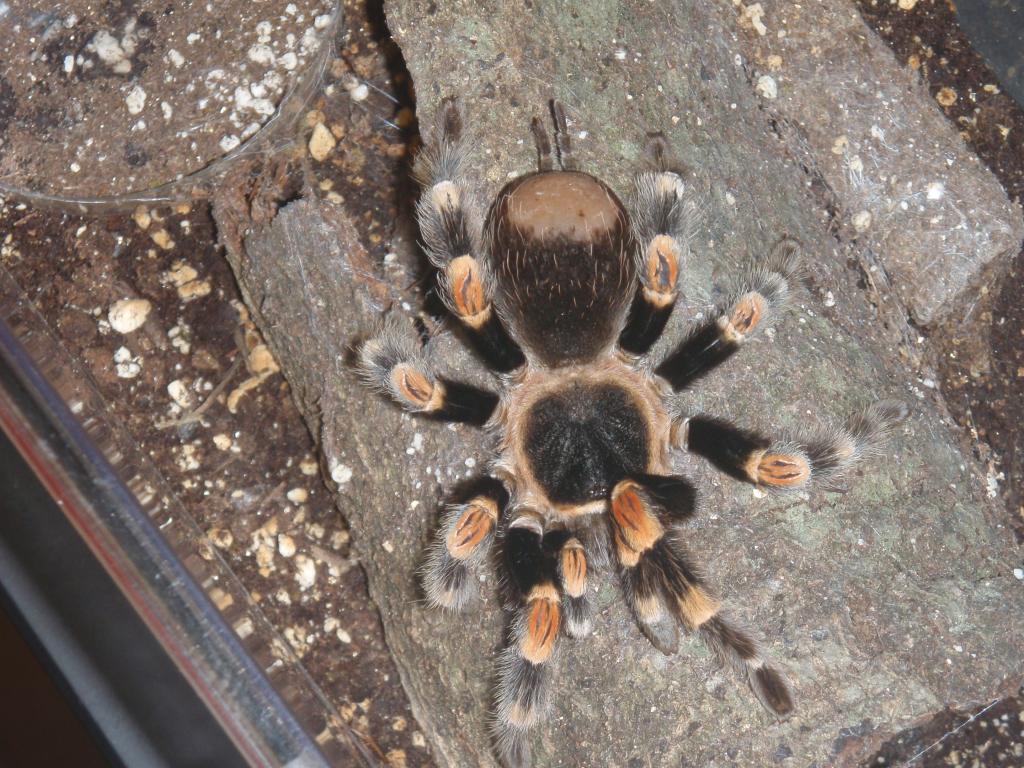 Brachypelma Smithi