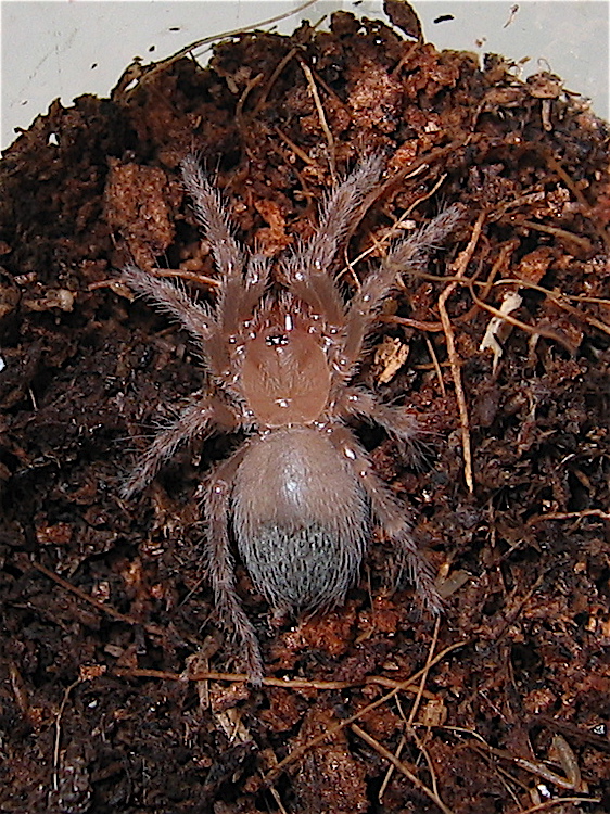 Brachypelma smithi