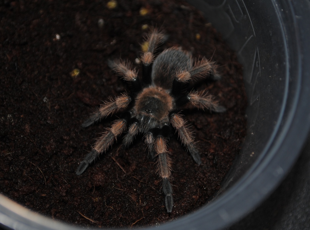 Brachypelma smithi