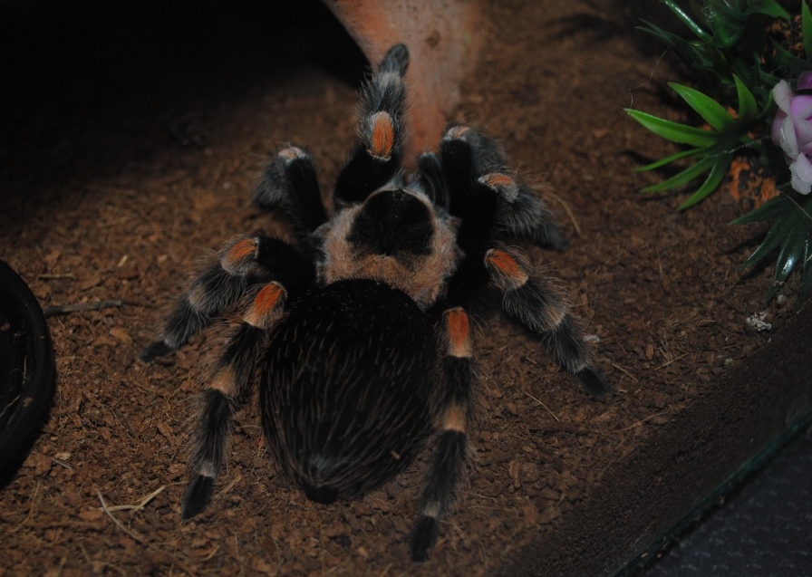 Brachypelma Smithi