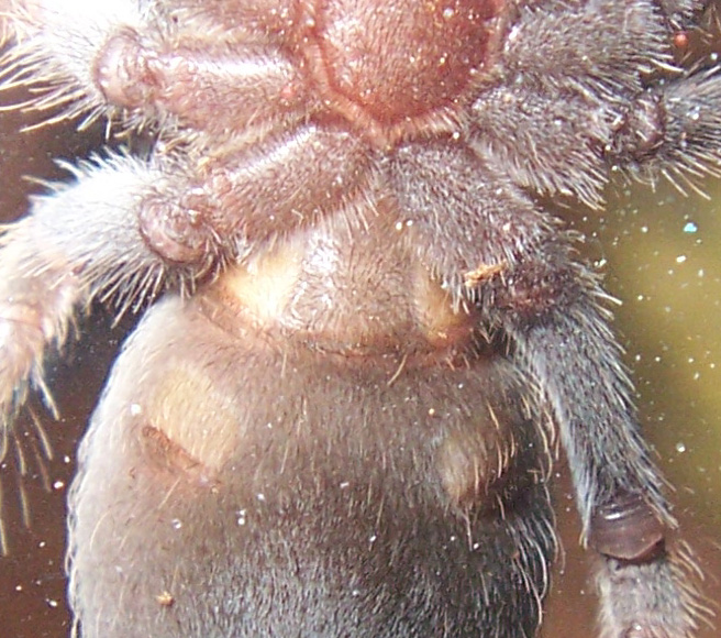 Brachypelma smithi