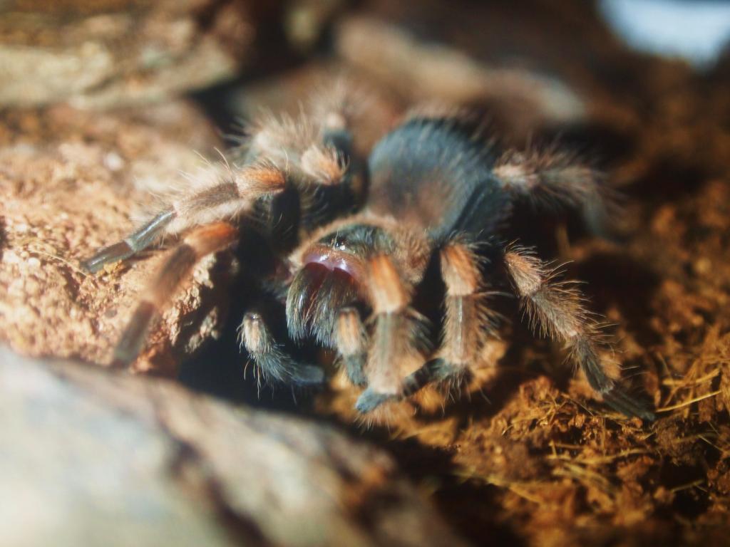 Brachypelma Smithi