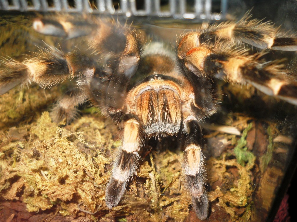 Brachypelma Smithi