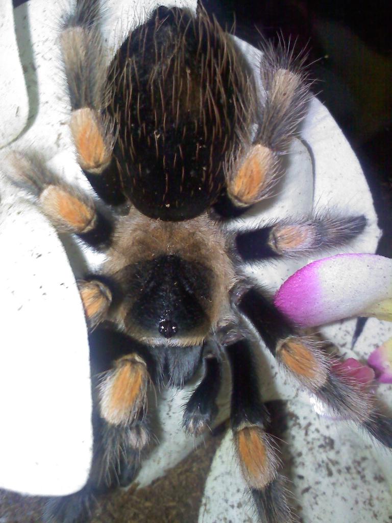 Brachypelma smithi