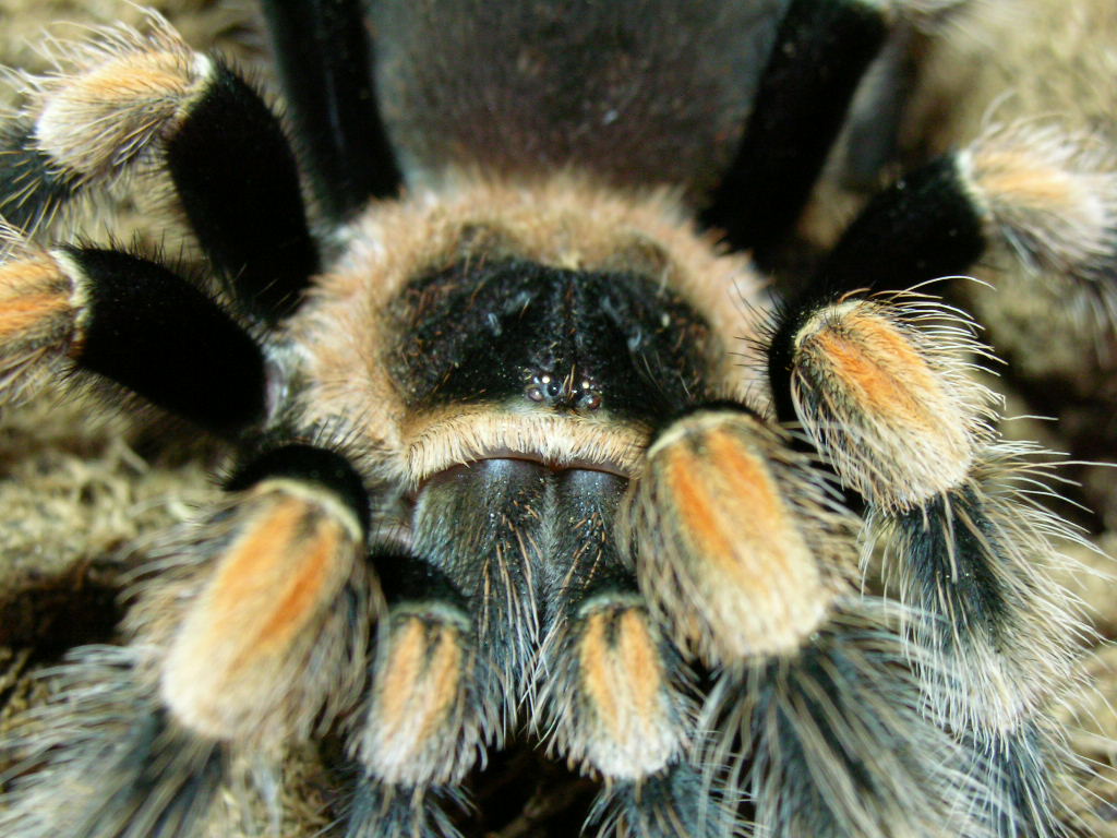Brachypelma smithi