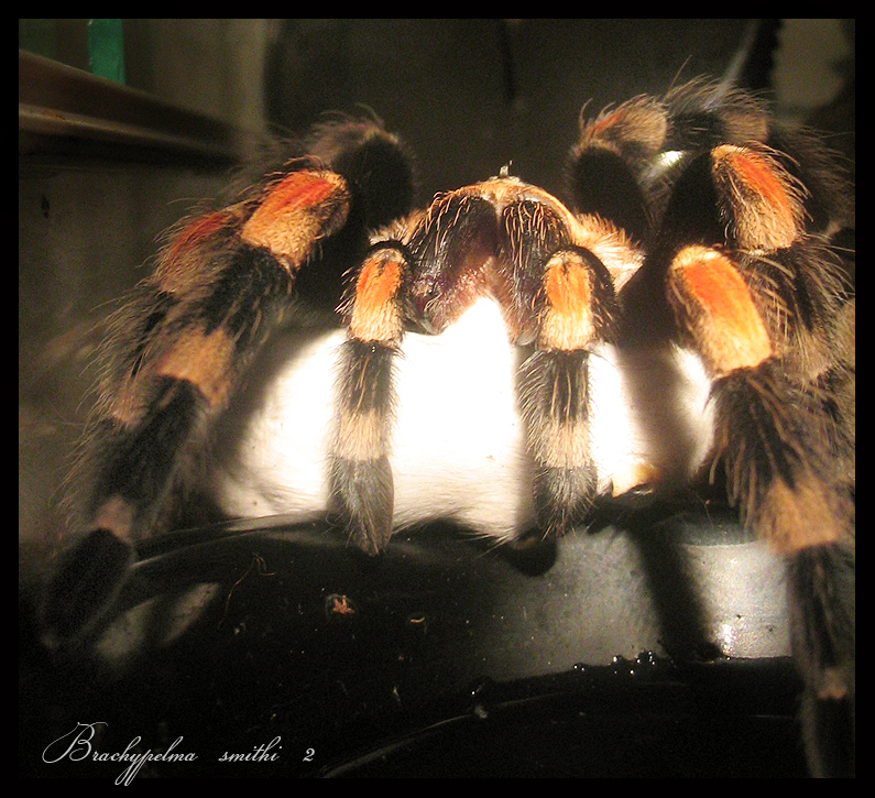 Brachypelma smithi