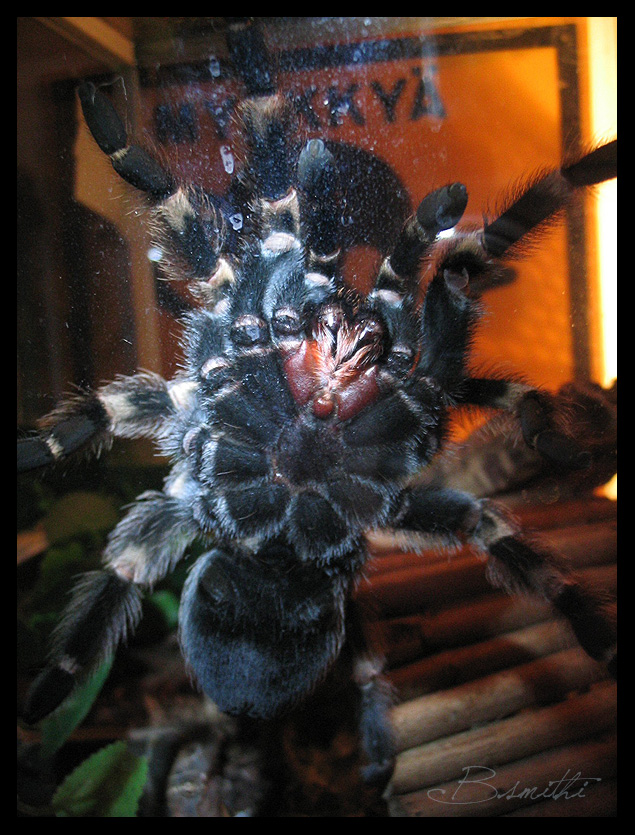 Brachypelma smithi