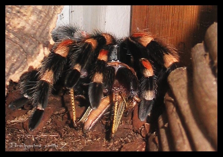 Brachypelma smithi